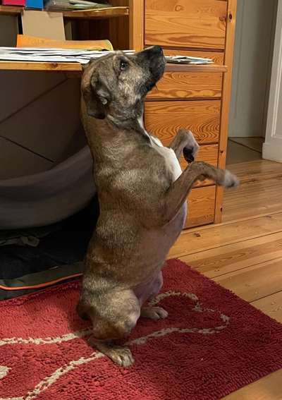 TierschutzhundeStammtisch🐕-Beitrag-Bild