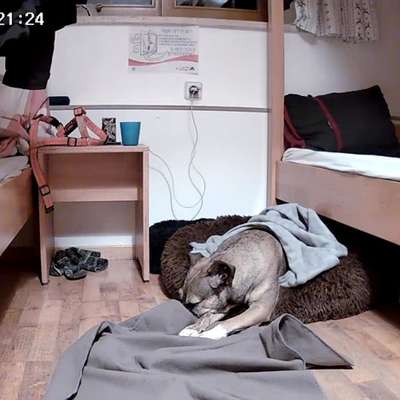 Überwachungscamera für Wohnung mit Hund-Beitrag-Bild