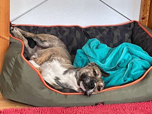 Morgenmuffel-Beitrag-Bild