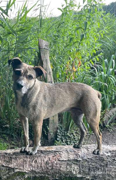 Tierschutzhund ist meine Lieblingsrasse-Beitrag-Bild