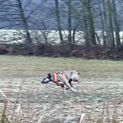 "Wege zur Freundschaft" (Ulli Reichmann)-Beitrag-Bild