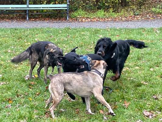 Hundekontakt & Spiel in der Gruppe-Beitrag-Bild