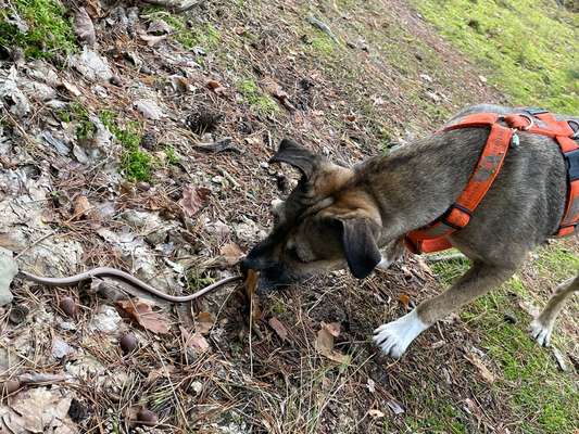 TierschutzhundeStammtisch🐕-Beitrag-Bild