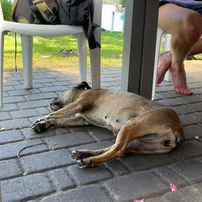 Warum sind meine Hunde bei Hitze so?-Beitrag-Bild