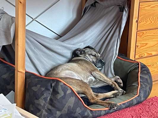 Schlafplatz im Winter-Beitrag-Bild