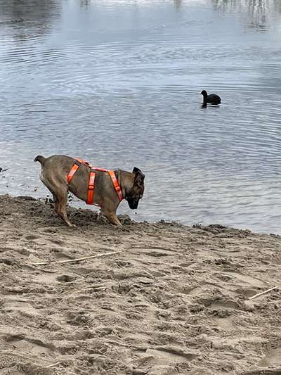 TierschutzhundeStammtisch🐕-Beitrag-Bild