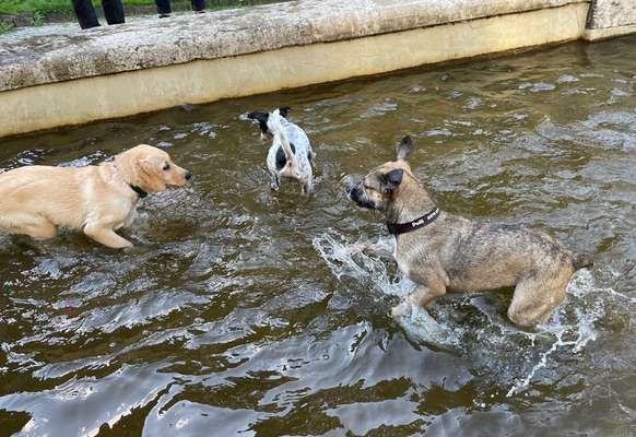TierschutzhundeStammtisch🐕-Beitrag-Bild