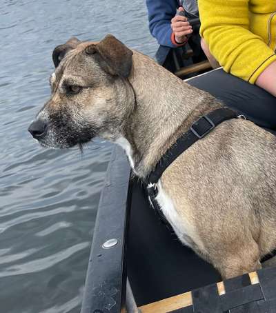 TierschutzhundeStammtisch🐕-Beitrag-Bild