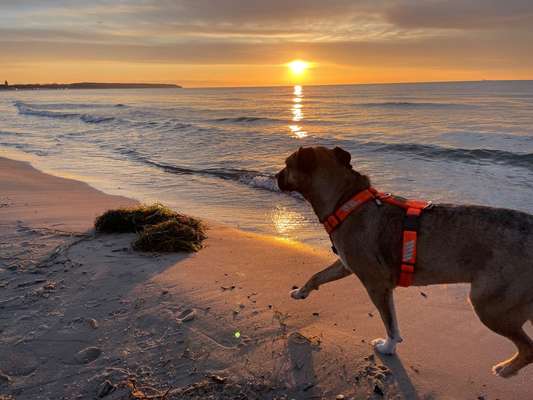 TierschutzhundeStammtisch🐕-Beitrag-Bild