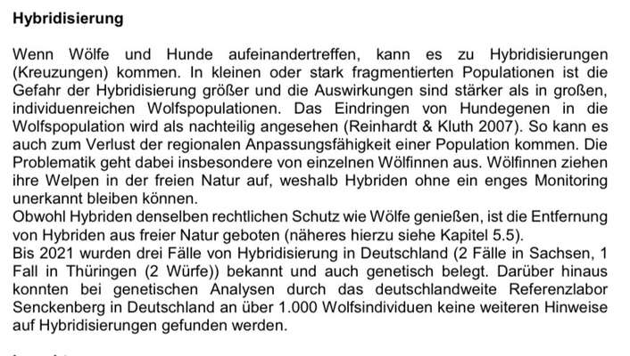 Wolfsbegegnung-Beitrag-Bild