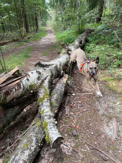 Foto -Challenge  Thema : Dein Hund Im Wald-Beitrag-Bild