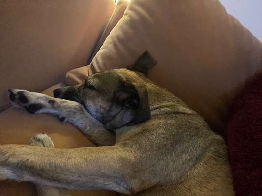 TierschutzhundeStammtisch🐕-Beitrag-Bild