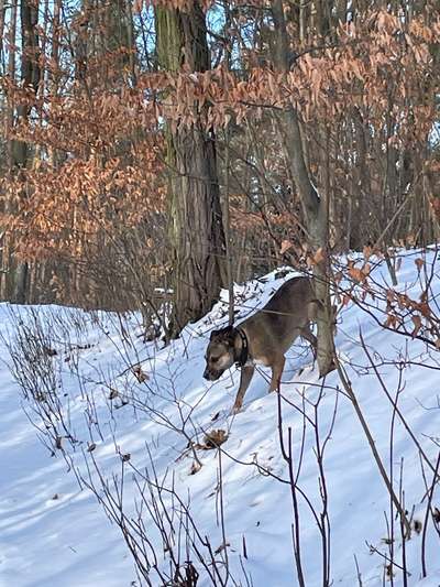 Hund im Tiefschnee-Beitrag-Bild