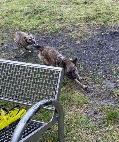 TierschutzhundeStammtisch🐕-Beitrag-Bild