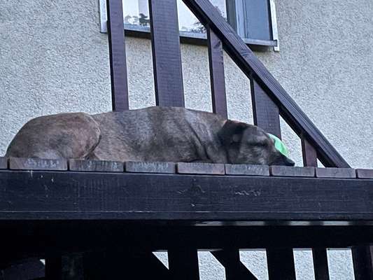 TierschutzhundeStammtisch🐕-Beitrag-Bild