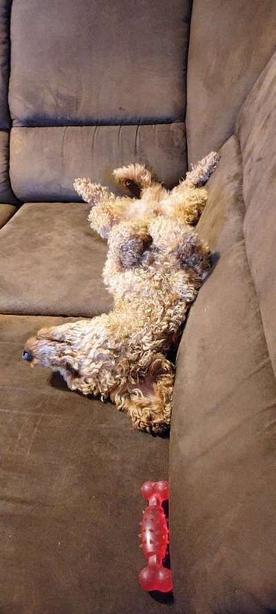 Alles rund um den Pudel-Beitrag-Bild