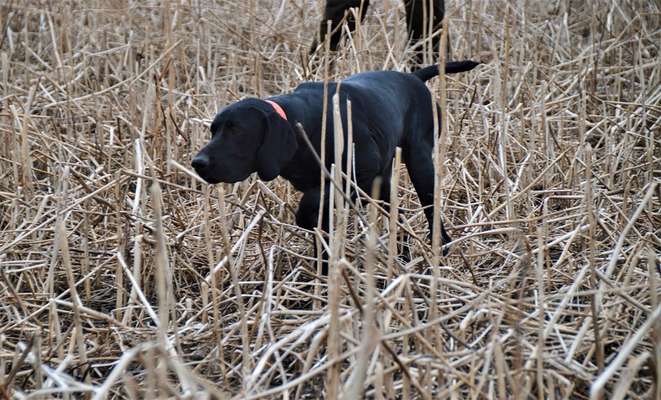 Sind hier Deutsch Kurzhaar/ Jagdhunde?-Beitrag-Bild