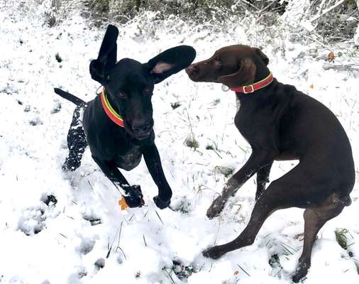 Sind hier Deutsch Kurzhaar/ Jagdhunde?-Beitrag-Bild