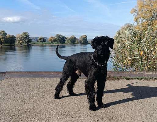 Schnauzer-Beitrag-Bild