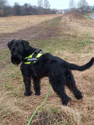 Schnauzer-Beitrag-Bild