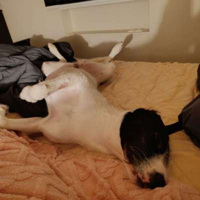 Welche Rasse könnte das sein ?-Beitrag-Bild