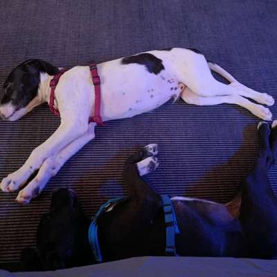 Welche Rasse könnte das sein ?-Beitrag-Bild