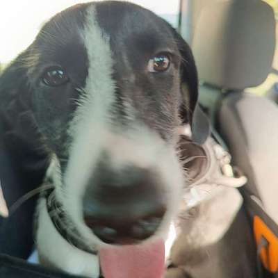 Welche Rasse könnte das sein ?-Beitrag-Bild