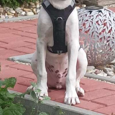 Welche Rasse könnte das sein ?-Beitrag-Bild