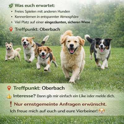 Hundetreffen-Zusammen Spielen-Bild