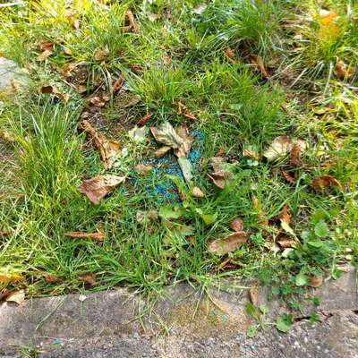 Giftköder-Blaue Körner-Bild