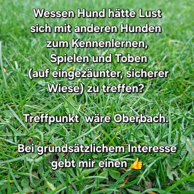 Hundetreffen-Zusammen Spielen-Bild