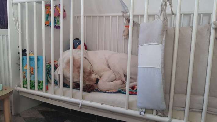 Darf der Hund bei Euch im Bett schlafen?-Beitrag-Bild