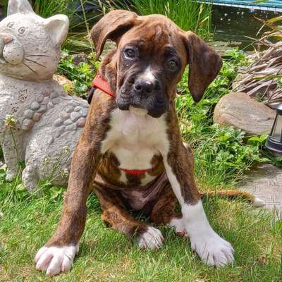 Hundetreffen-Suche für Boxer Spielerunde  im Raum Vettweiss .