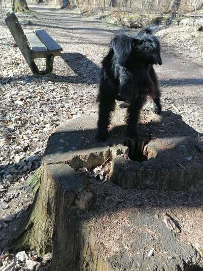 Darf der Hund bei Euch im Bett schlafen?-Beitrag-Bild