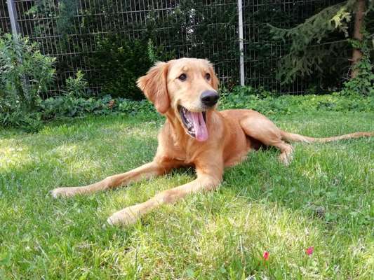 Wo sind die Golden Retriever Liebhaber?-Beitrag-Bild