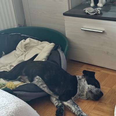 Hundetreffen-Welpentreffen Neustadt bei Coburg-Bild