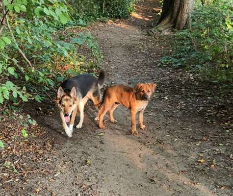 Hundetreffen-Welpenspiel  Gassirunde-Bild