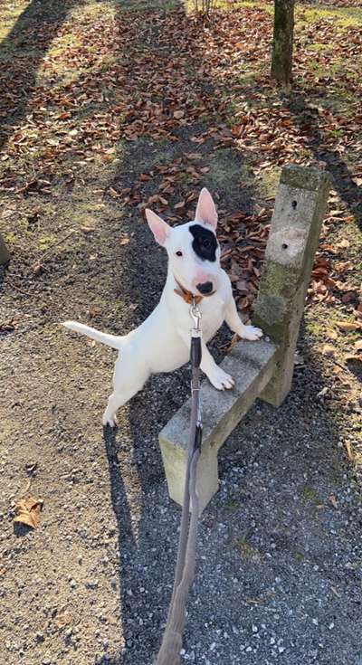 Miniatur Bull Terrier-Beitrag-Bild