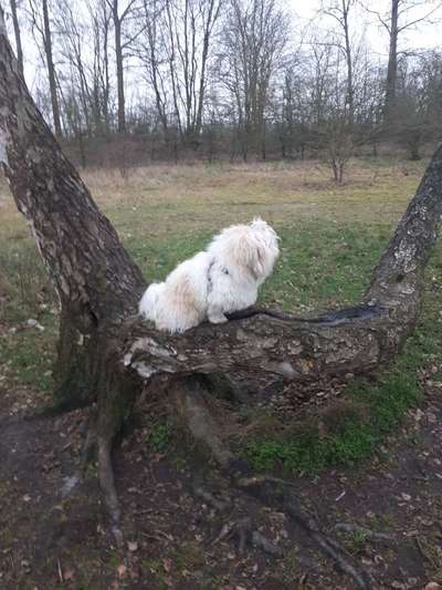 Hundetreffen-Gemeinsame Spaziergänge-Bild