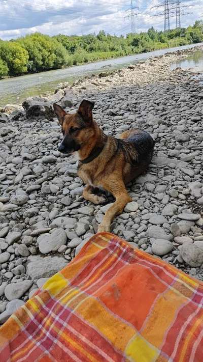 Hundetreffen-Gassi Runde / Spielen-Bild