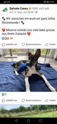 Suche Hundegeschwister aus Rumänien, TV Salvate Canes mit folgenden Ursprungsnamen-Beitrag-Bild