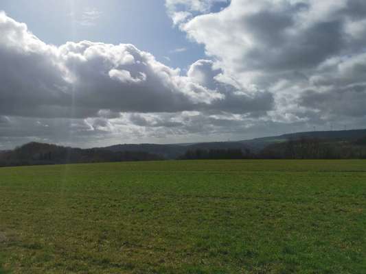 Hundeauslaufgebiet-Wahlener Platte-Bild