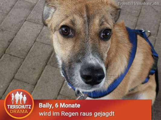 CHALLENGE NR. 19 - Der Hundeblick-Beitrag-Bild