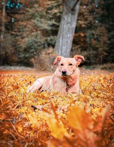 Hundetreffen-Gemeinsame Spaziergänge und Training-Bild