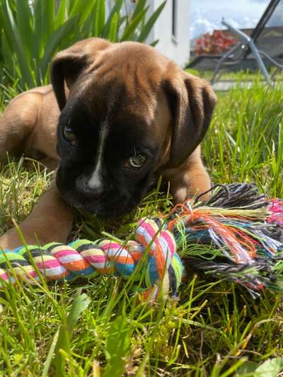 Die Dogorama Monats Challenge "Es grünt und blüht"-Beitrag-Bild