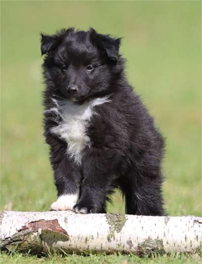 Welpen Bilder !-Beitrag-Bild