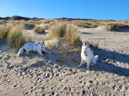 Weisse Schäferhunde-Beitrag-Bild