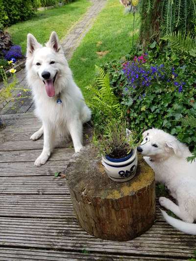 Fotochallenge 78

Es grünt und blüht-Beitrag-Bild