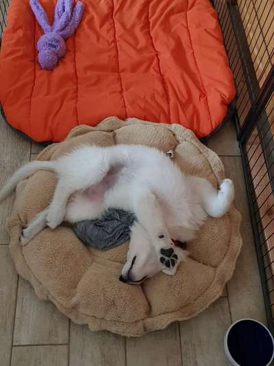 Foto-Challenge Nr. 90: Lebensfreude-Beitrag-Bild