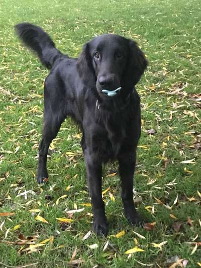 Flat Coated Retriever-Beitrag-Bild